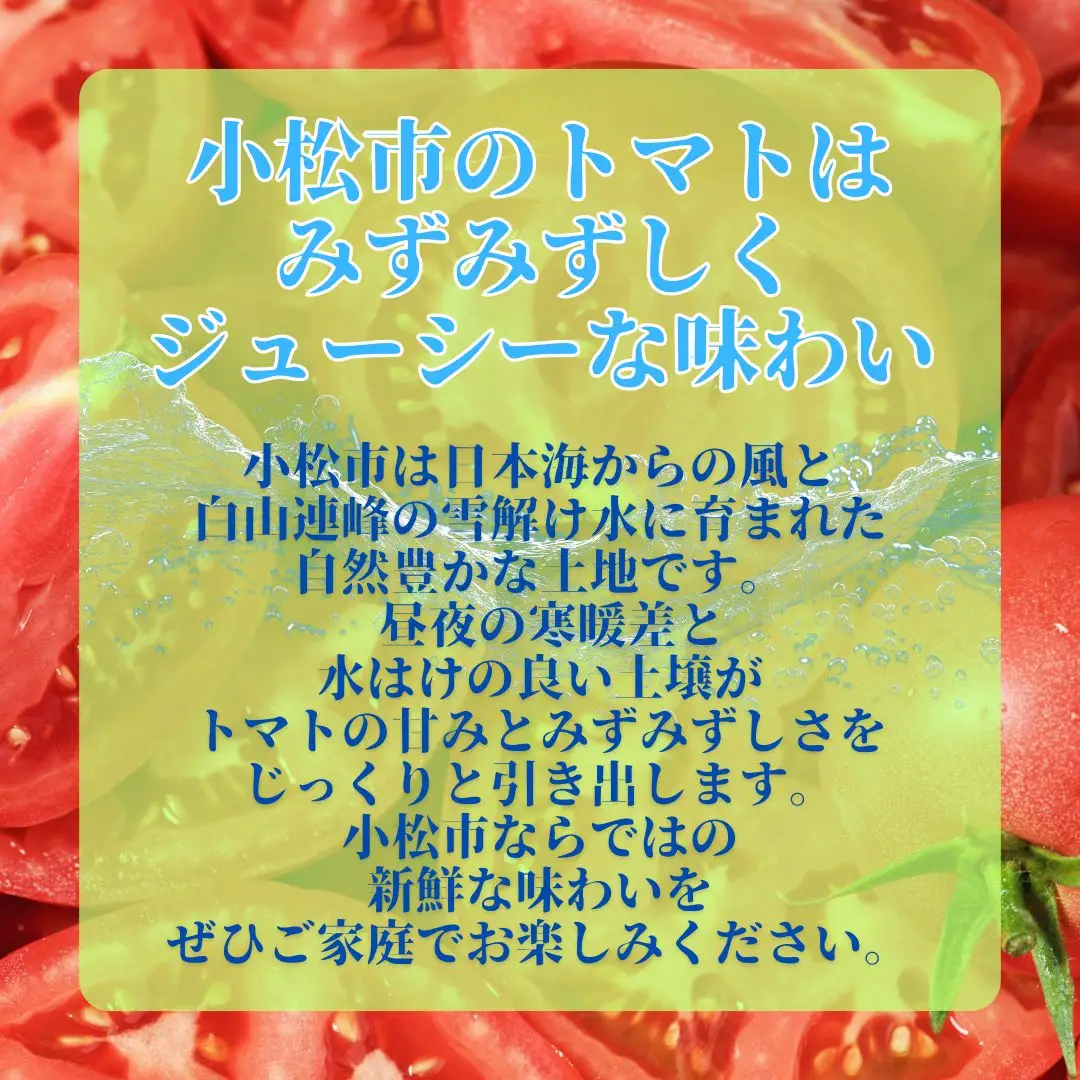 春トマト  20玉～24玉（約4kg）小松産 野菜 春とまと | 石川県 小松市【JAあぐり】