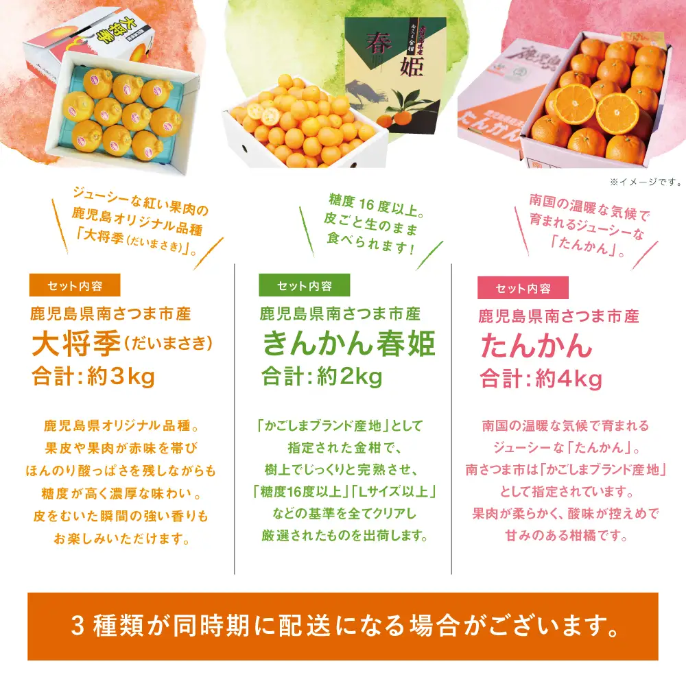 南国の恵み 旬の柑橘食べ比べ（全3回お届け）★2027年1～3月お届け★ 果物 フルーツ 柑橘 定期便