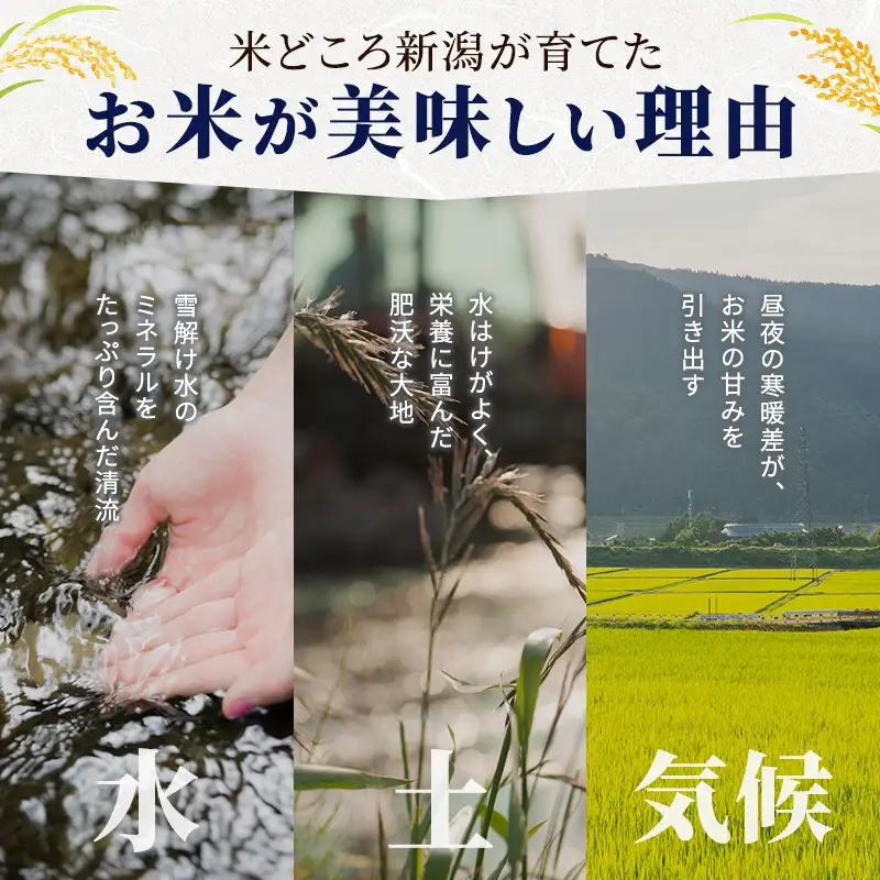【令和8年産 新米】新潟県産 コシヒカリ 5kg 米 お米 こしひかり 白米 精米 新潟市 2026年産 産地直送