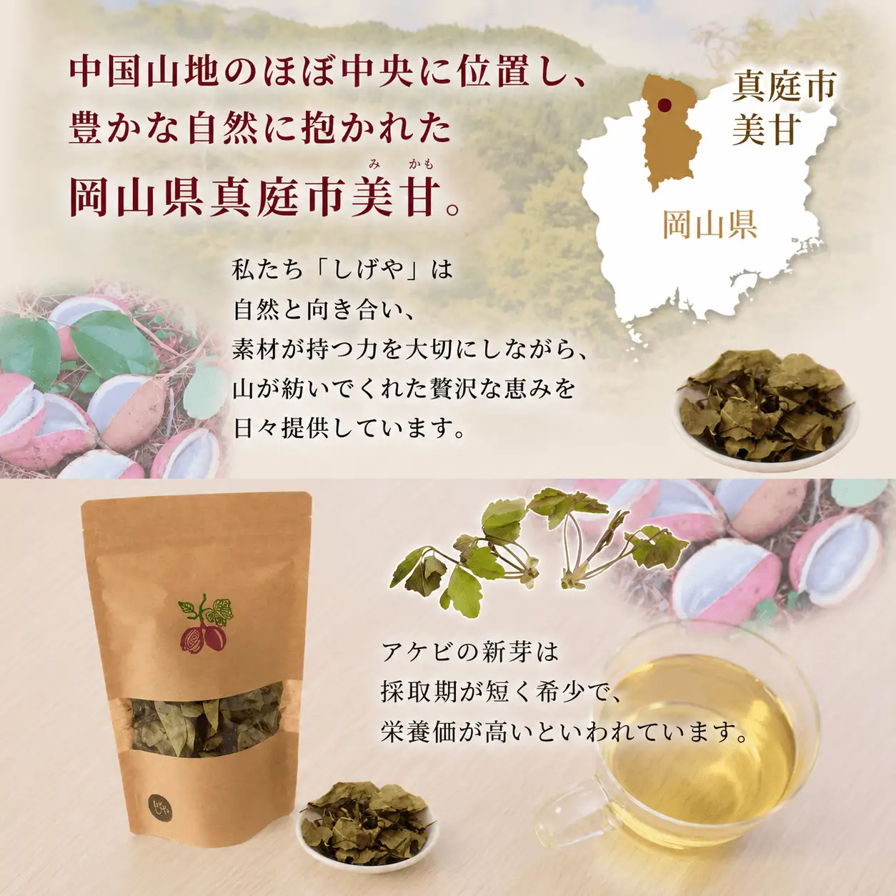 新芽のあけび茶 12g×2 / アケビ 岡山県 真庭市 しげや 【shigeya008-01】