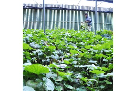 わさびの醤油漬け&味噌漬け(各2個セット) 和歌山県印南町産【0276-3】