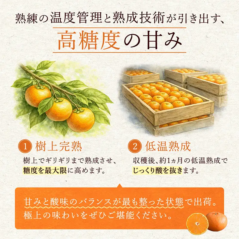 『先行予約』【令和9年2月上旬より順次発送】【特選甘熟みかん】はまさき 5kg