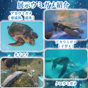 日和佐うみがめ博物館カレッタ入館券【大人2名分】美波町 ドリームチーム
