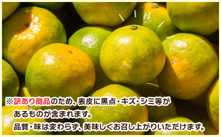 【2026年出荷分】グリーンみかん(2S～Mサイズ) 5kg 家庭用 丸萬農園 グリーンみかん mn-0016