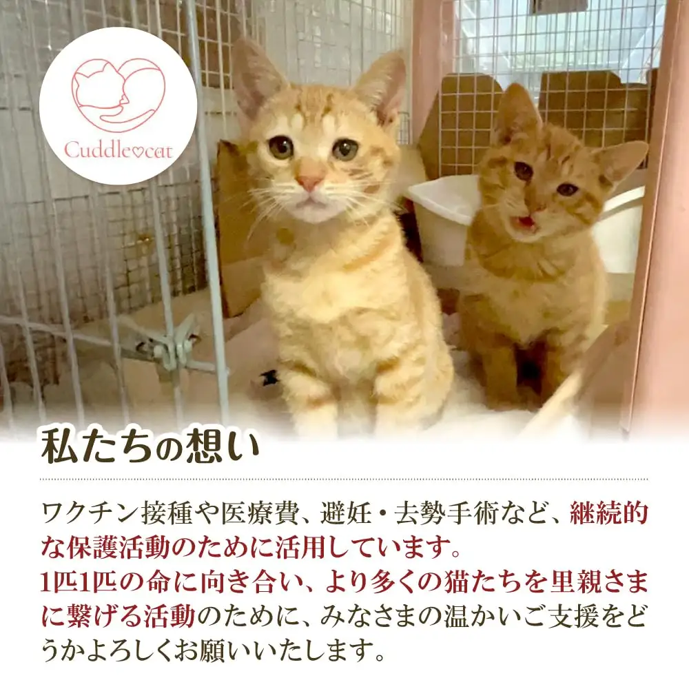 ねこ柄カードケース＆ポリエステルタワシ 大阪府高槻市/Cuddle cat[AOEW002]