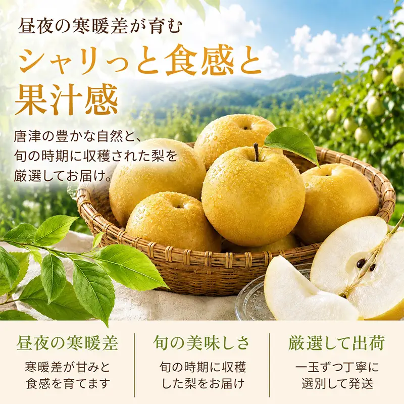 『先行予約』【令和8年7月上旬より順次発送】唐津産 梨 5kg【旬の味覚】幸水 豊水