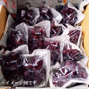 世羅産クイーンセブン 約3kg【先行予約・数量限定】カナダ人農園主 ぶどう ブドウ マスカット クイーンセブン フルーツ 果物 くだもの 産地直送 世羅 ラピアビンヤード【2026年8月下旬以降順次発送】 A021-24