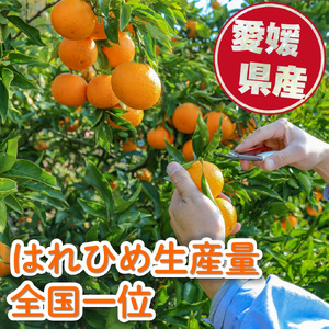 訳あり はれひめ 約5kg (40-50個程度) 【2027年1月上旬頃から順次発送】【MCF0212】