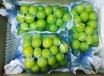 シャインマスカット 約1.5kg 2房～3房 YANAGISAWA ぶどう 長野 マスカット ブドウ フルーツ 果物 シャイン【 果物類 】 葡萄 