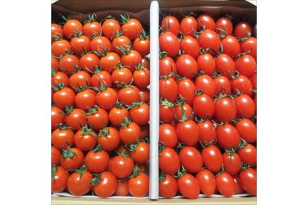 高級ミニトマト 謹製蕃茄 1kg【0534-1】