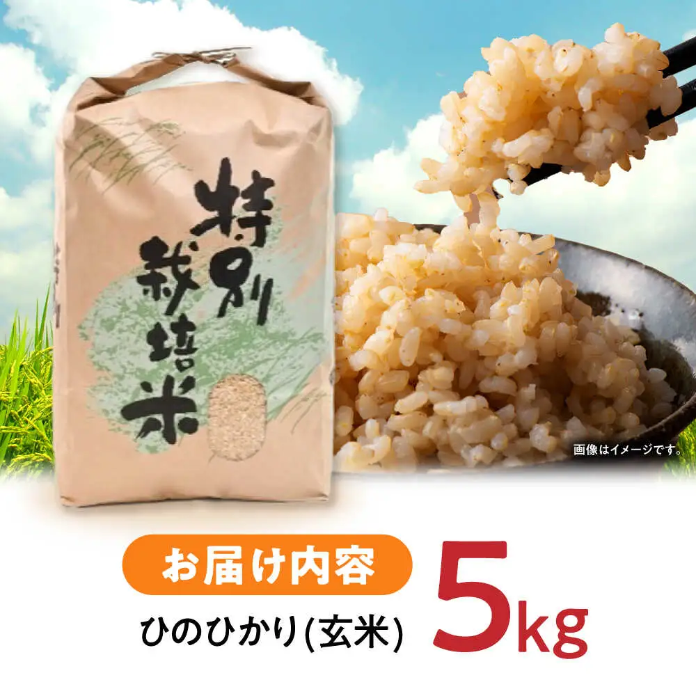 【R7年産】九州のこだわり「ひのひかり」玄米 5kg / 米 こめ お米 おこめ 玄米 げんまい ひのひかり ヒノヒカリ 長崎県産 / 諫早市 / 上島農産[AHAS015]