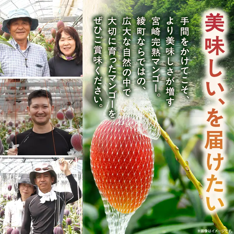 先行予約 訳あり 完熟マンゴー 2L×2玉（パック）マンゴー 宮崎 果物 フルーツ くだもの 2027年 国産 高級 マンゴージュース フルーツサンド 南国フルーツ デザート おすすめ 家庭用 ワケアリ おすそ分け 冷蔵 綾町 送料無料 【JA綾町】_A0114-1102