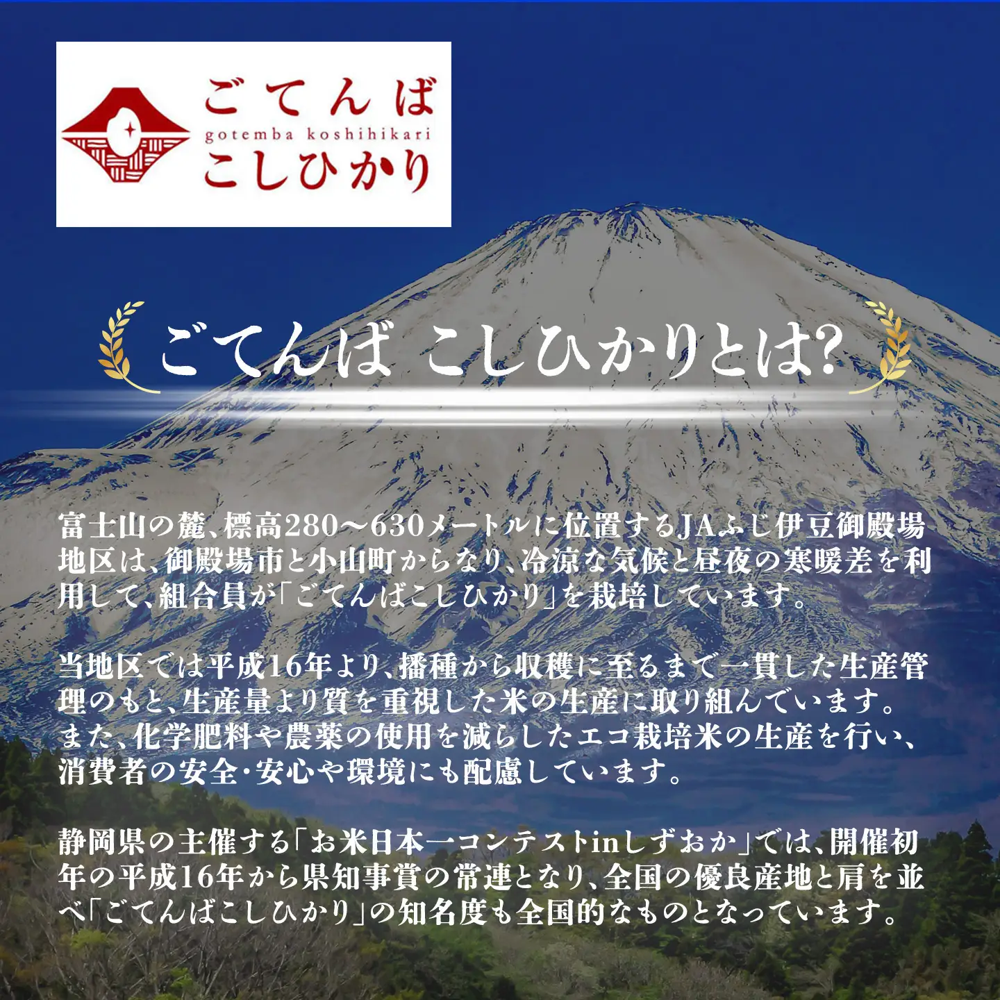 【先行予約】コシヒカリ 5㎏ 令和8年産 精米 コシヒカリ