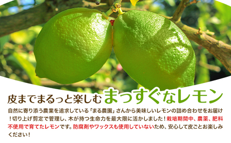 レモン 璃の香 3kg レモン