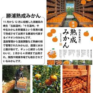 勝浦産みかんストレート 720ml×6本 勝浦町 ドリームチーム