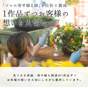 D546 パンジー＆ビオラの寄せ植え[カシスオレンジ(プランター版)]玄関先 フラワーギフト 誕生日 冬 プレゼント 女性 母 花 おしゃれ 新築祝い 鉢植え 鉢花 送別 ガーデニング フラワー 屋外 ギフト 生花 鉢 贈り物 セット 苗 お花 お祝い 春 正月