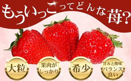 もういっこ イチゴ 大粒 銚子産 【1月下旬～4月下旬頃発送】  岩瀬農園