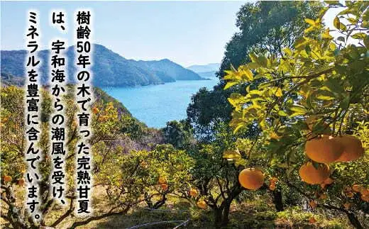 数量限定 先行予約 訳あり 木成り 完熟 甘夏 10kg 7000円 樹齢 50年 みかん あまなつ 夏みかん グレープフルーツ だいだい 家庭用 事前 予約 受付 産地直送 国産 農家直送 糖度 果樹園 期間限定 特産品 ゼリー マーマレード ピール ジュース デザート 等に 人気 甘い おいしい フルーツ 果物 柑橘 蜜柑 規格外 減農薬 あいなん総合ファクトリー 愛南町 愛媛県