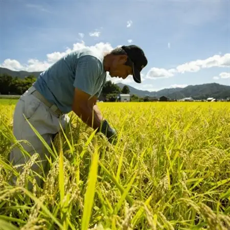 【先行受付】令和8年新米コシヒカリ　京都府産「京の豆っこ米」精米30kg　数量限定【1715049】