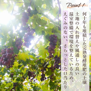 ぶどう 【先行予約】 ぶどうの粒 無選別（200g）[2026年産] 