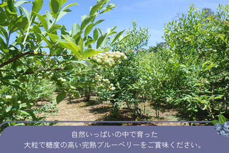 【先行予約】有機ブルーベリー 100g×4パック（島根県浜田市産）＜2027年7月下旬より順次発送＞ 【208_0003】