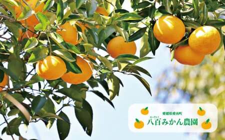 【先行予約】訳あり 完熟 甘夏 10kg 発送期間：2027年3月上旬～無くなり次第終了 八百みかん農園 愛媛県 愛南町
