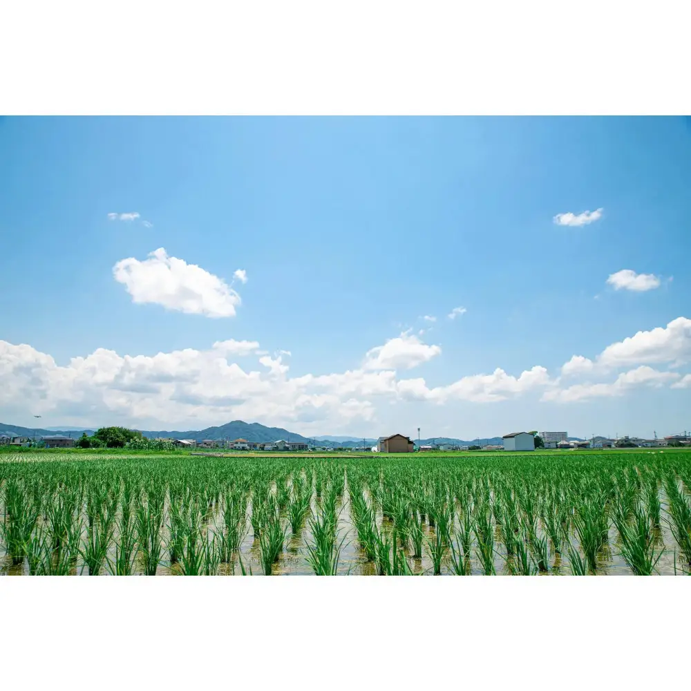 和歌山県産にじのきらめき10kg（5kg×2袋）