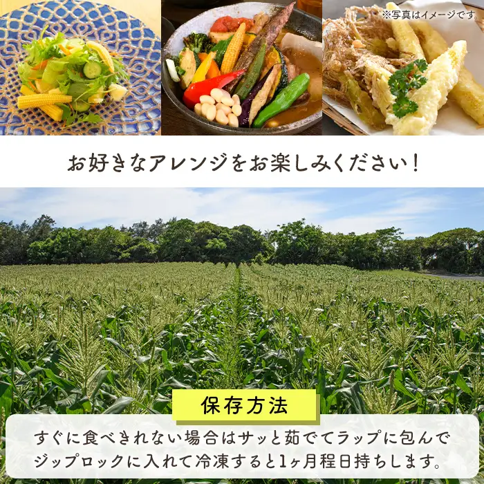 ヤングコーン (20本) 国産 野菜 ヤングコーン 鹿児島県産 阿久根市産 天ぷら フライ 中華炒め 肉巻き 【うとさんち】akn067-17