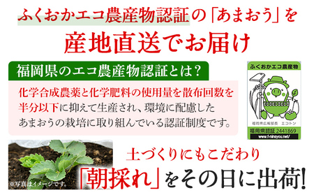 あまおう 産地直送 約250g×2パック 福岡県産 いちご 朝採れ ふくおかエコ農産物認証 苺 フルーツ イチゴ 果物 くだもの ストロベリー ichigo ケーキ スイーツ 【3月〜4月末頃発送予定】※北海道・沖縄・離島は配送不可