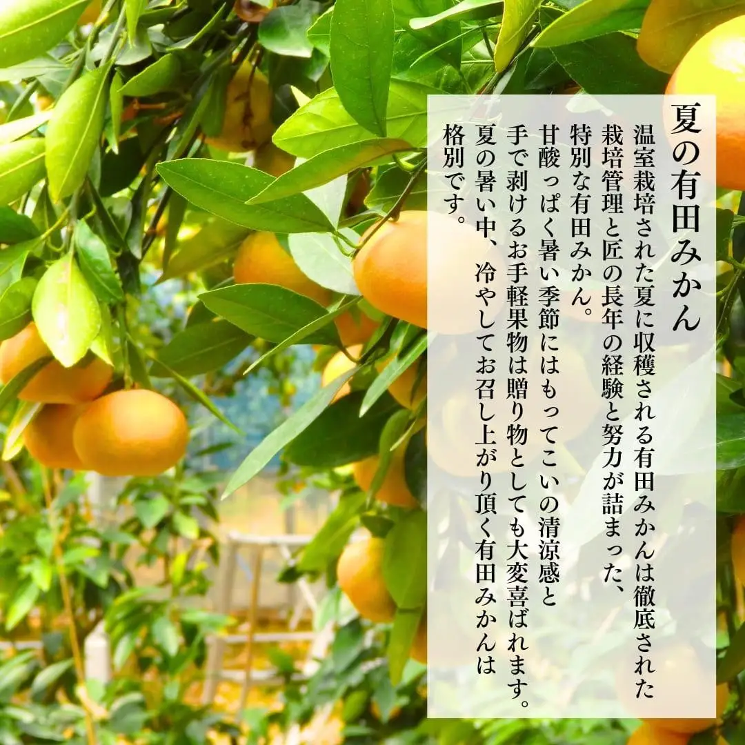 【母の日ギフト】ハウスみかん 温室栽培 夏の有田みかん 2kg 秀品 L M Sサイズのいずれか 和歌山県産 産地直送 【みかんの会】