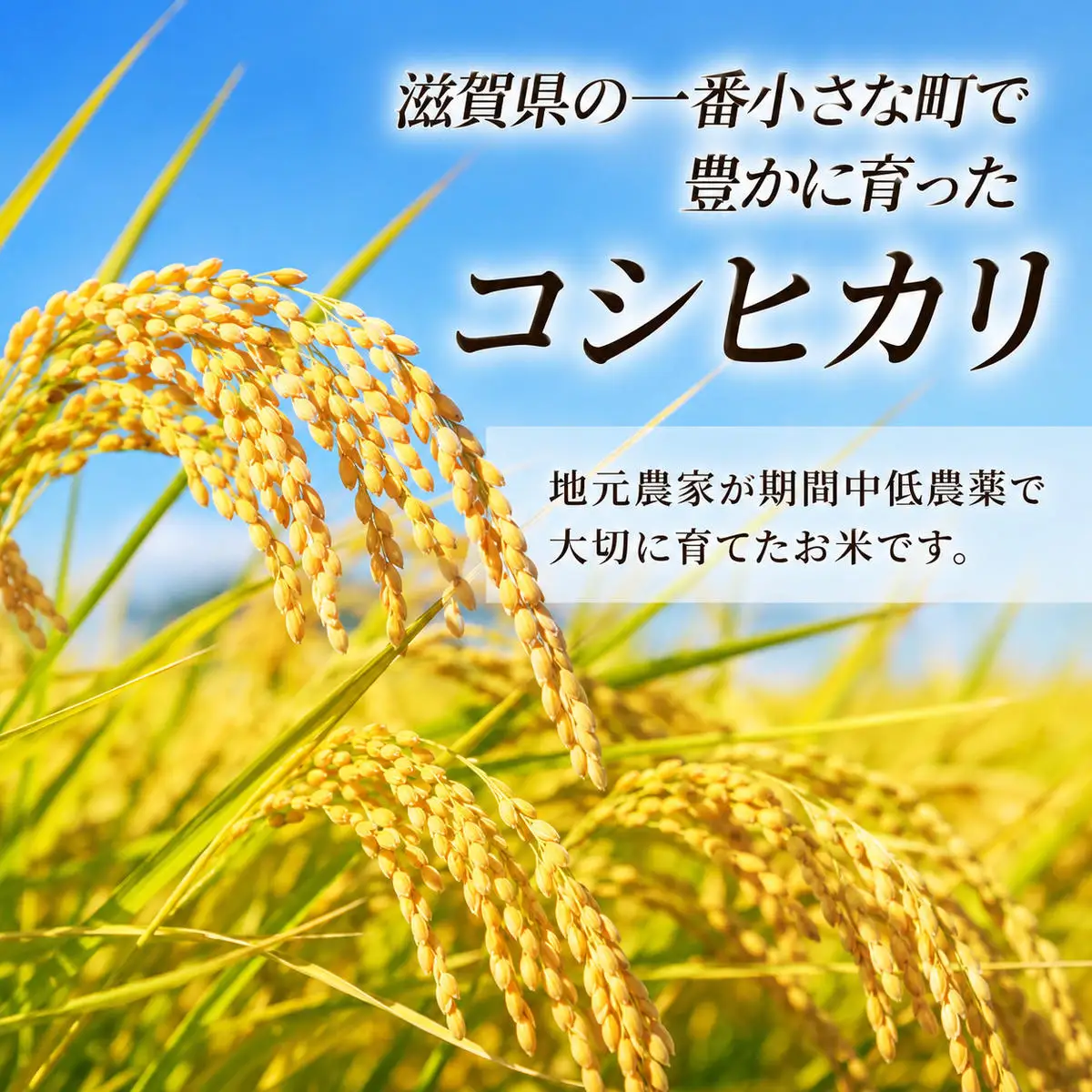 コシヒカリ お米 5kg 無洗米 定期3ヶ月 コシヒカリ