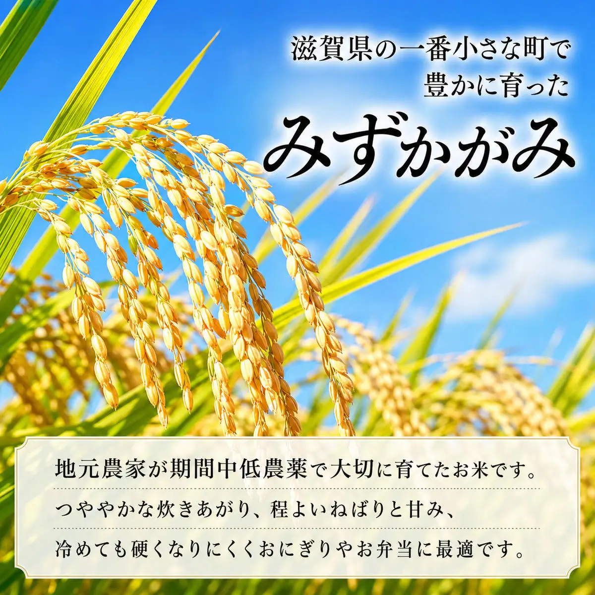 お米 みずかがみ 10kg 無洗米 定期2ヶ月 お米