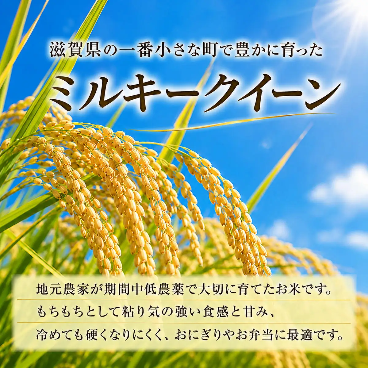 お米 ミルキークイーン 5kg 無洗米 2ヶ月 お米
