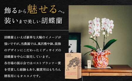 蘭 ミディ胡蝶蘭 華あかり スタンダード 2本立ち