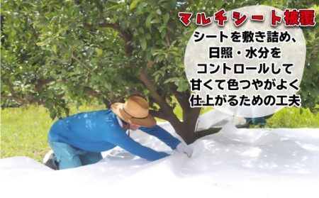 【2027年2～3月出荷】厳選！！むなかたの柑橘ブランド中晩柑 約3kg[H2007]