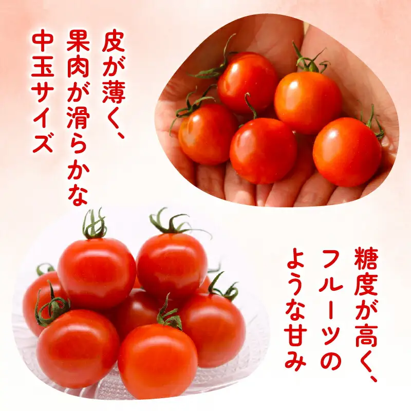 【フルティカトマト】トマト 1kg 先行予約 