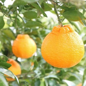 〈JAえひめ中央〉葉つき完熟デコポン 約4Kg L20玉 【2027年3月中旬頃から順次発送】 | デコポン 不知火 みかん ミカン 【IYT0761】