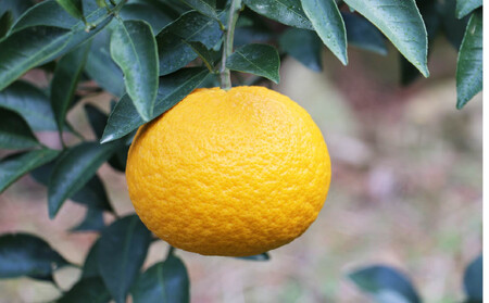 甘夏 10kg 甘夏 山口農園