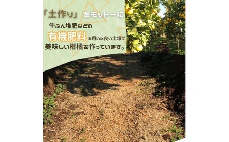 【甘平】【訳アリサイズミックス】甘平 約4kg 平均糖度14度超え