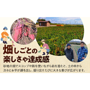 1285.【要予約 親子用（大人1名様+小学生1名様）】北栄町 お芋収穫体験　長芋・ねばりっこ・とっくり芋・里芋・さつまいも　掘ったお芋5kg×2名様分付き