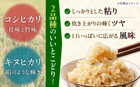 玄米 令和7年産 はるみ 5kg 玄米 [BDBF003-1]