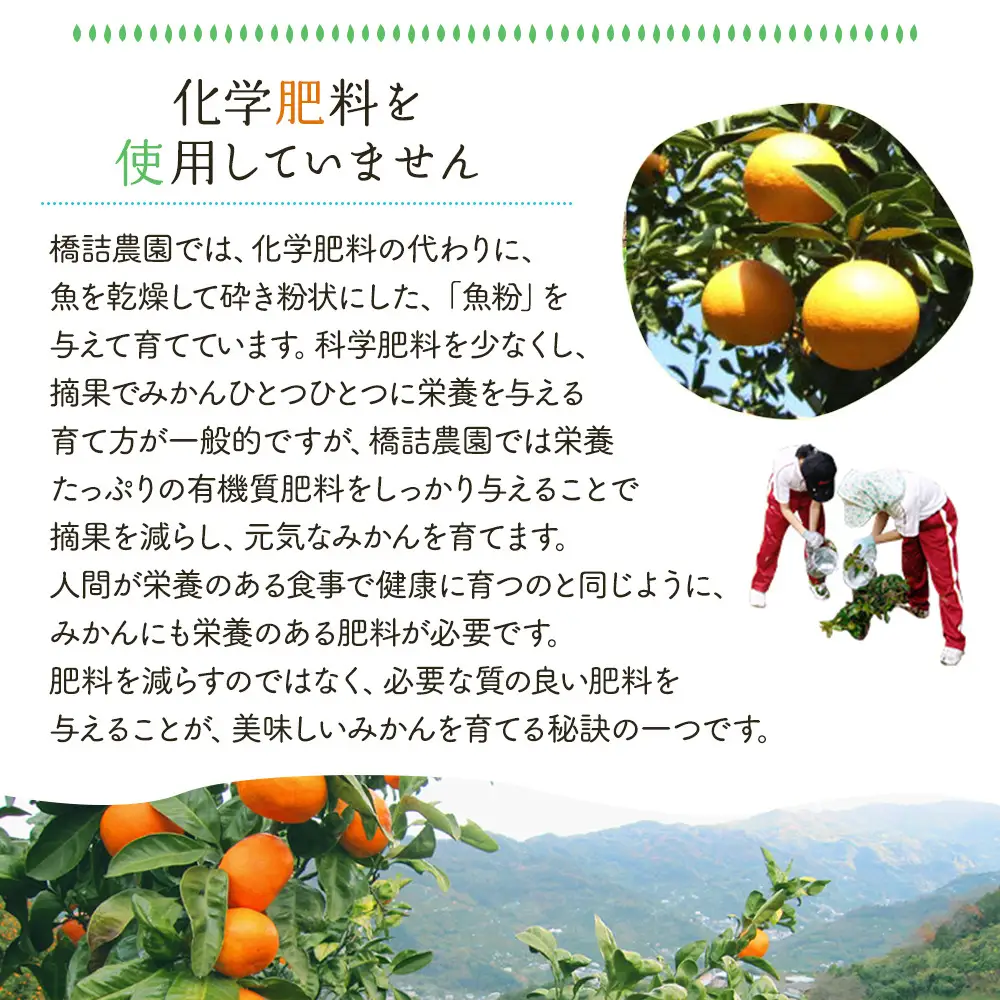 ※先行予約・2026年9月下旬発送開始予定※ 和歌山産 極早生みかん 5kg 3S～Sサイズおまかせ ［YN-26］橋詰農園
