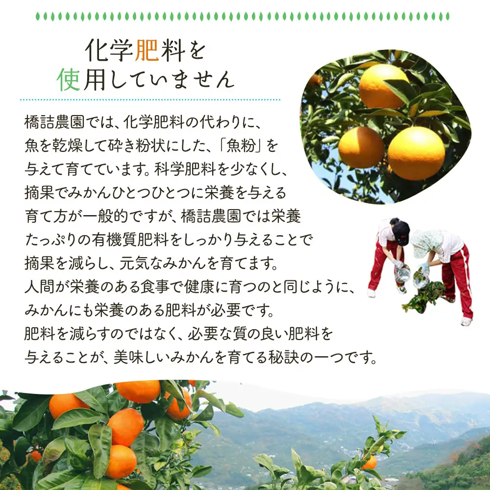 ※先行予約・2026年9月下旬発送開始予定※ 和歌山産 極早生みかん 10kg 3S～Sサイズおまかせ ［YN-26］ 橋詰農園
