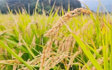 【令和7年産】福岡県 糸島市産 白米 ヒノヒカリ (掛け干し米) 5kg  糸島市 / 谷川農園 コメ 米 掛干し米[AVQ005]