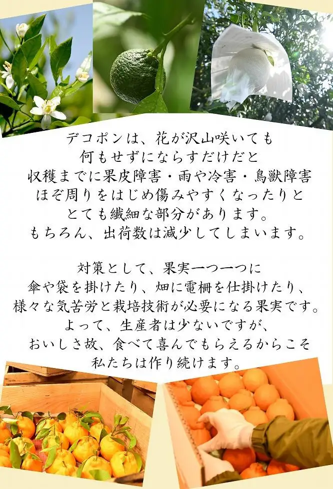 訳あり 不知火 5kg(デコポンと同一品種)デコポン
