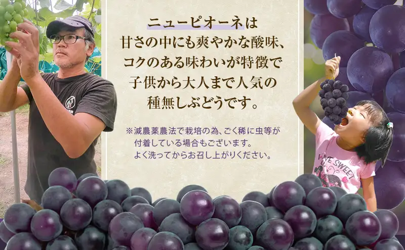 ぶどう 2026年 先行予約 ニュー ピオーネ 2房 約900g   岡山県産 ピオーネ