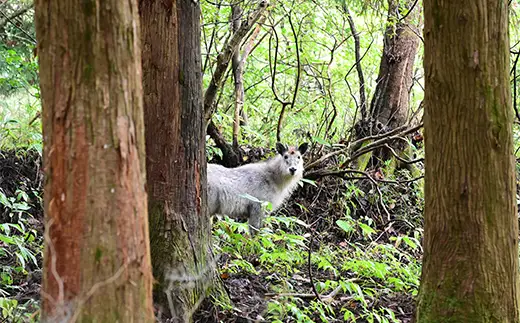 絶景と歴史の山 名峰「霊山」りょうぜん ハイキングガイド (1組5名まで)  F21C-476