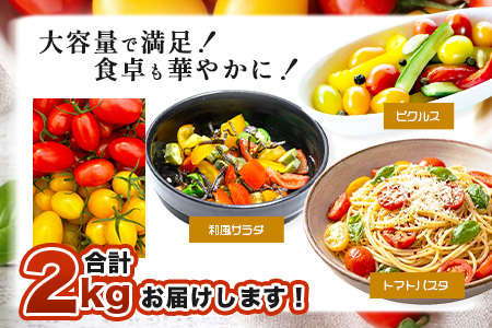 岩永さんちの カラフル ミニトマト | アイコ赤･黄MIX 2kg |【農林水産大臣賞受賞】有機肥料・化学肥料不使用 | 生産者直送 野菜 トマト 2kg とまと プチトマト サラダ やさい 旬 新鮮 おやつ お弁当 人気 送料無料 佐賀県 鹿島市 C-186
