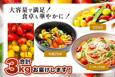 岩永さんちの カラフル ミニトマト | アイコ赤･黄MIX 3kg |【農林水産大臣賞受賞】有機肥料・化学肥料不使用 | 生産者直送 野菜 トマト 3kg とまと プチトマト サラダ やさい 旬 新鮮 おやつ お弁当 人気 送料無料 佐賀県 鹿島市 D-285
