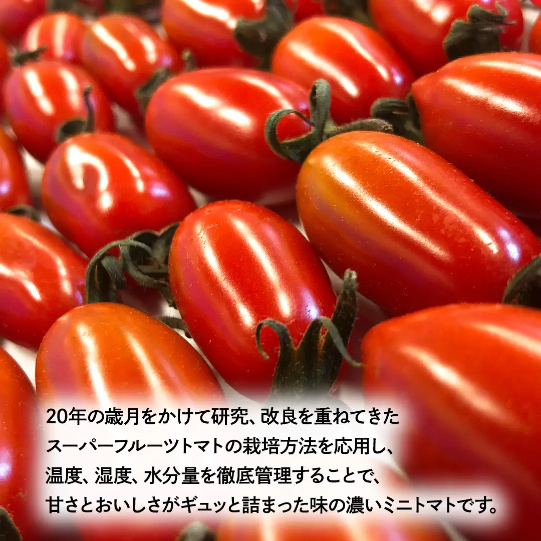 【母の日専用】 スーパーフルーツミニトマト 小箱 約1kg ×1箱 《5月3日～9日お届け メッセージカード付》
